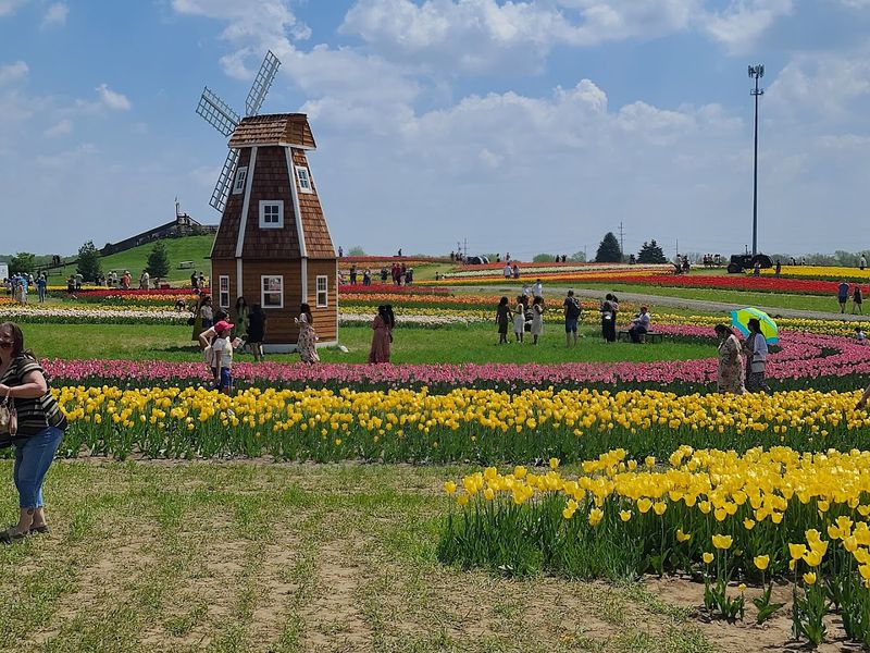 The Scale Of The Tulip Fields