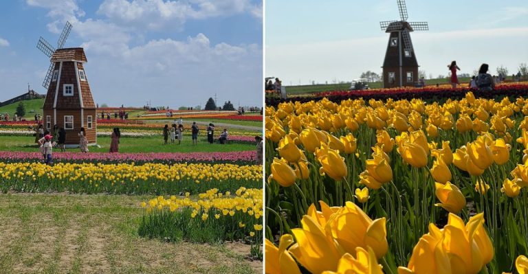 This Massive Tulip Field In Illinois Look Straight Out Of Holland