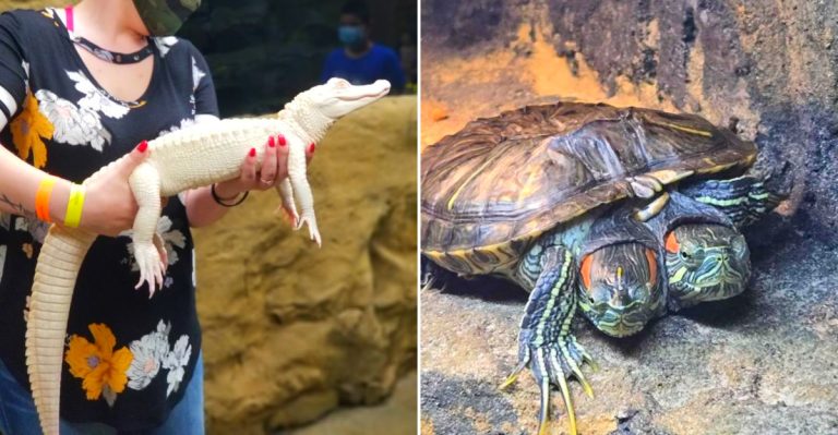 LegaSea Aquarium & The Reptarium