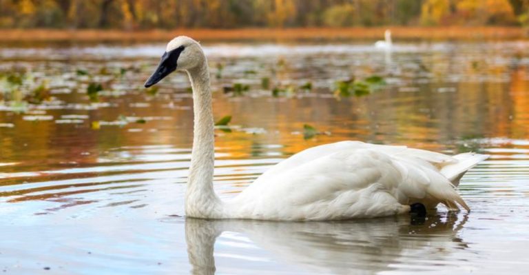 The W.K. Kellogg Bird Sanctuary