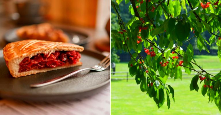The sweetest cherry pie and red cherries on a tree