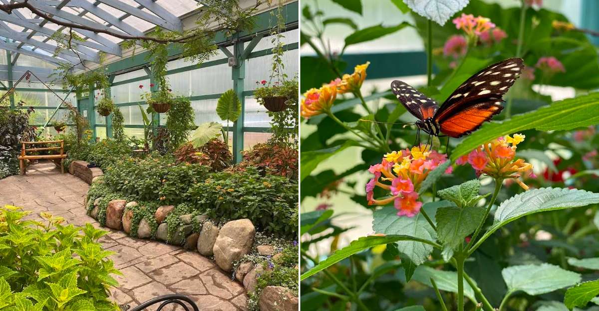 GT Butterfly House & Bug Zoo