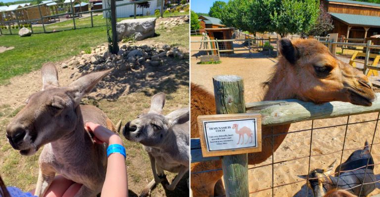 The sweet animals of Lewis Adventure Farm & Zoo