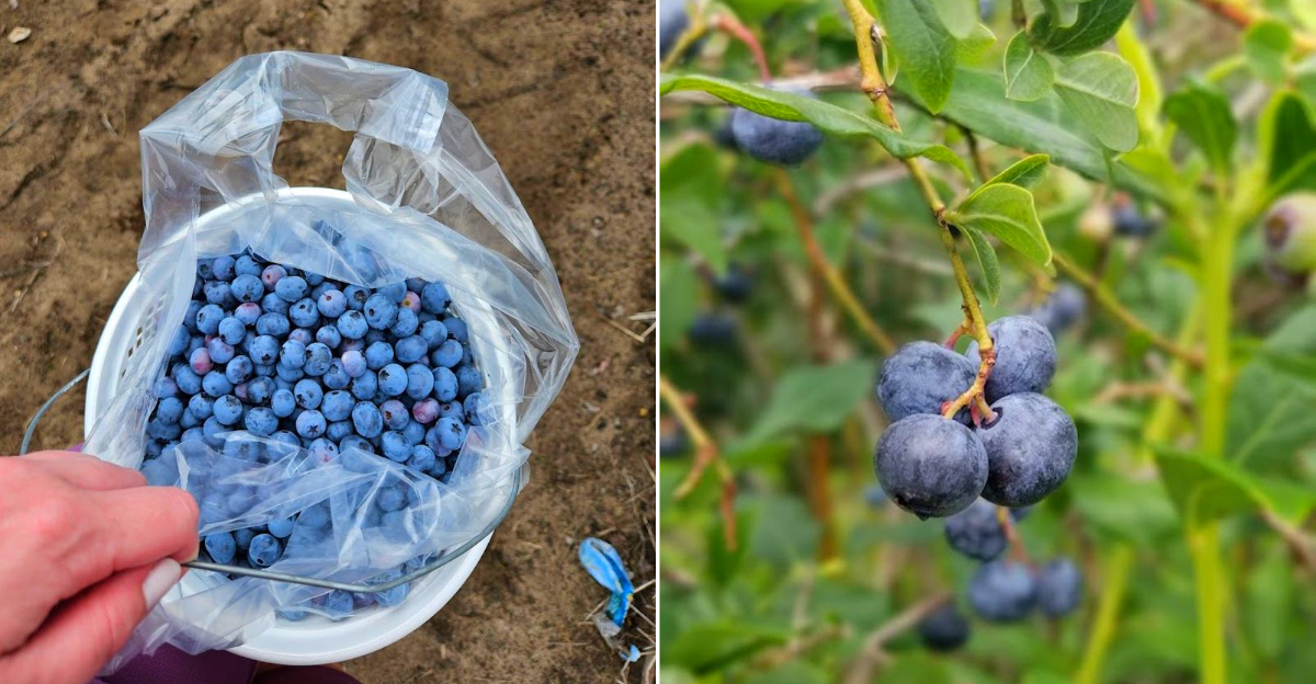 True Blue Farms blueberries
