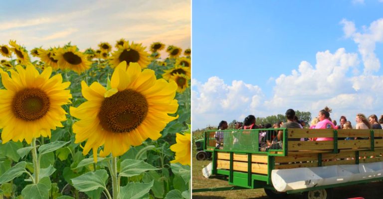 This Michigan Farm Lets Guests Wander Through Massive Sunflower Fields