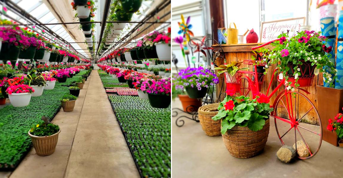 Motman's Greenhouses
