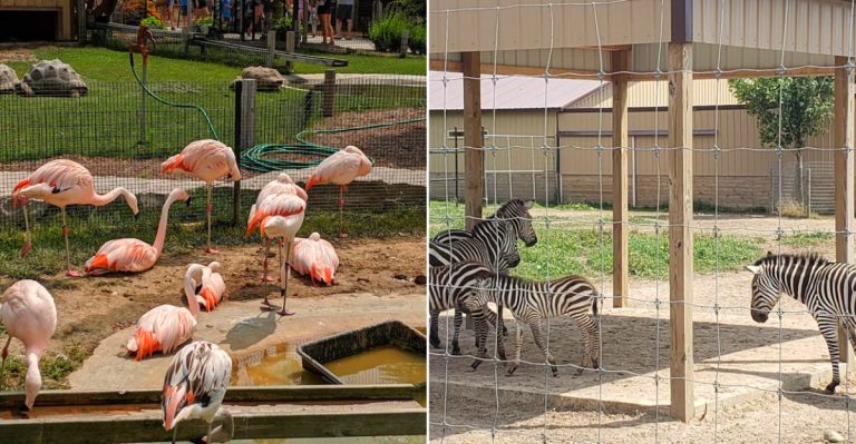 Boulder Ridge Wild Animal Park