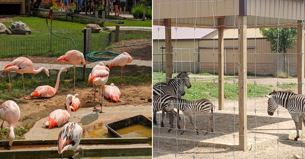 Boulder Ridge Wild Animal Park
