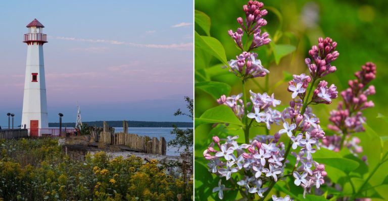 This Michigan Island Hosts A Lilac Festival In June That Signals That Winter Is Finally Over