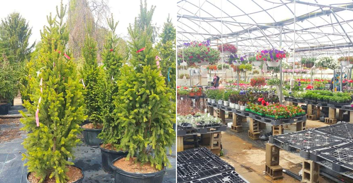Gee Farms Nursery & Greenhouses