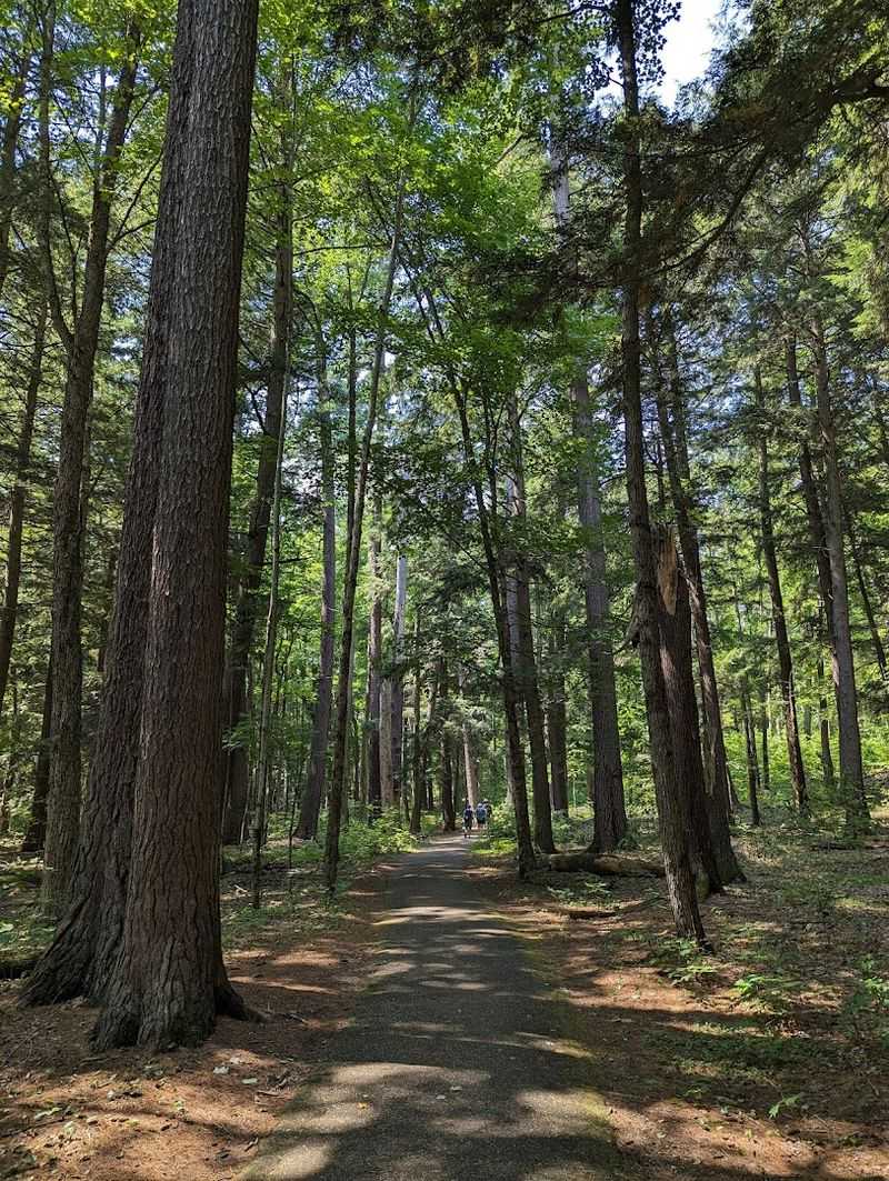 Start With The Old-Growth Trail