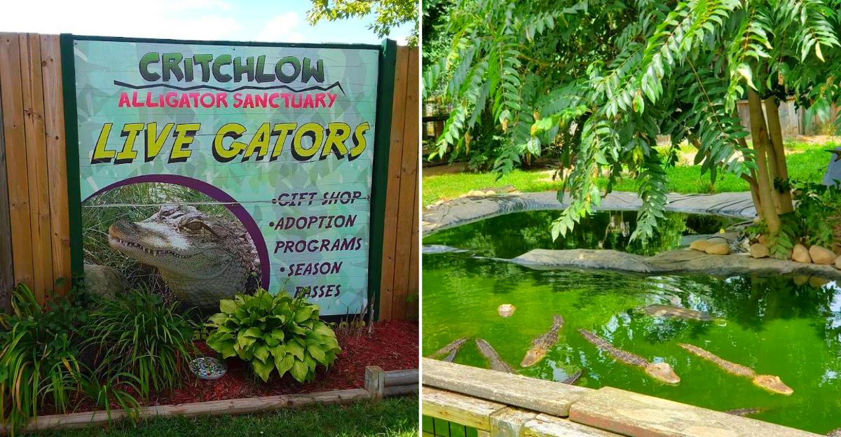 Critchlow Alligator Sanctuary