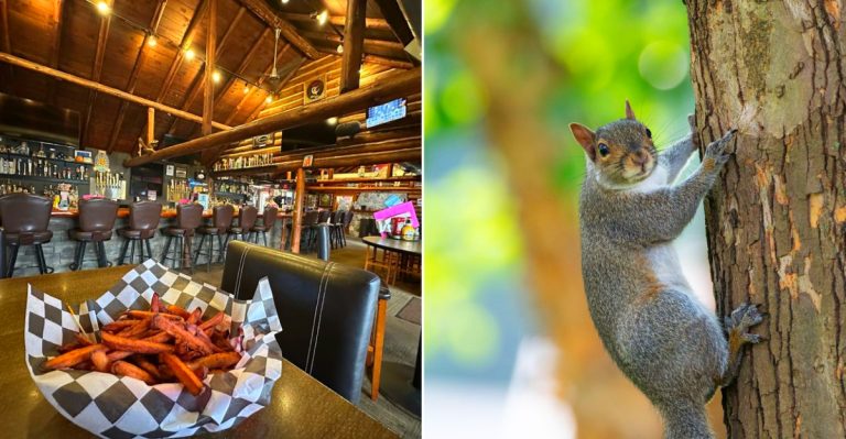 The Pine Squirrel Bar & Grill
