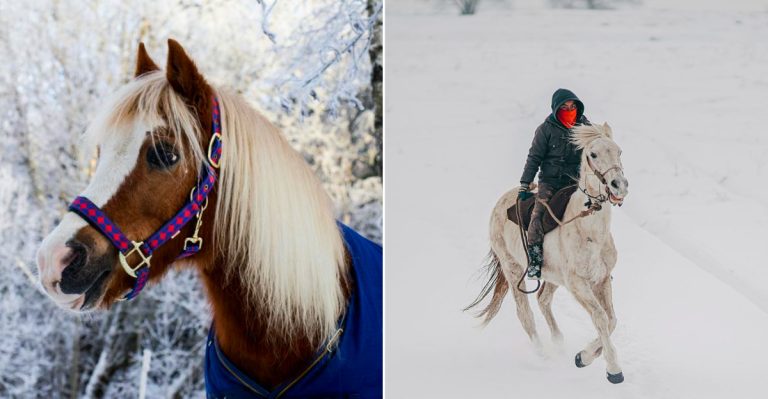 The beautiful horses of The Boyne Mountain Stables