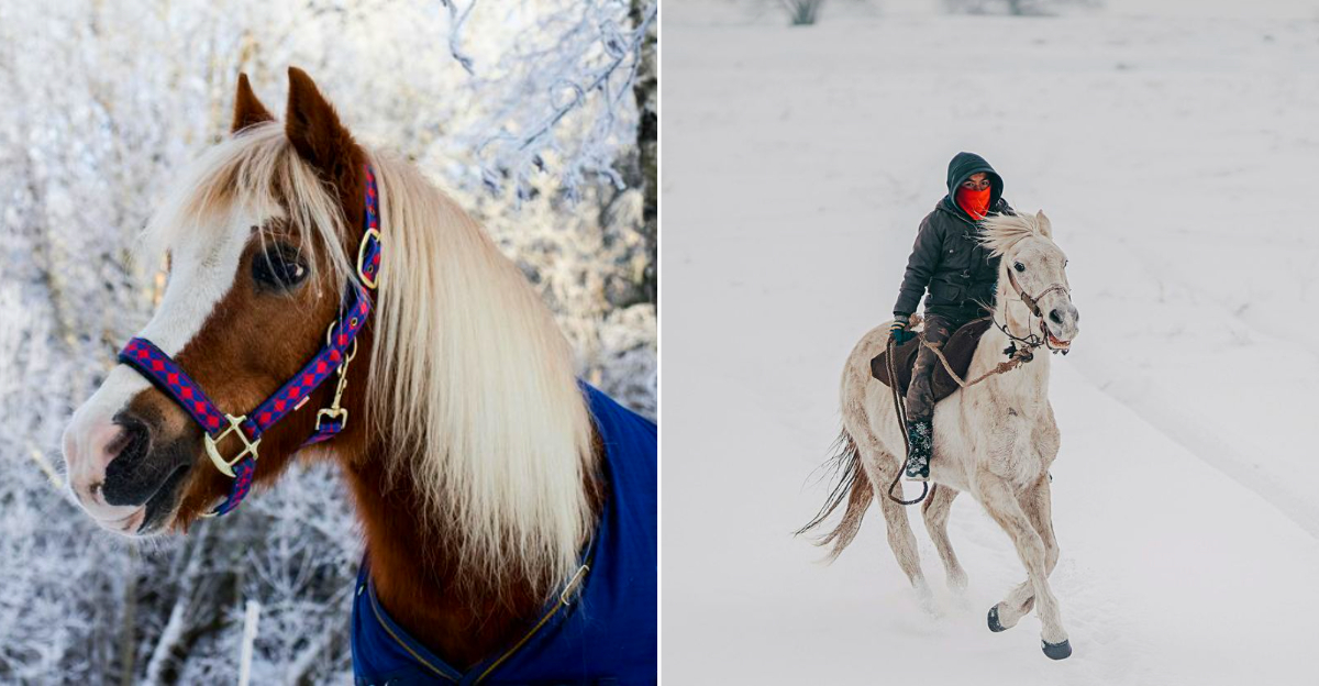 The beautiful horses of The Boyne Mountain Stables
