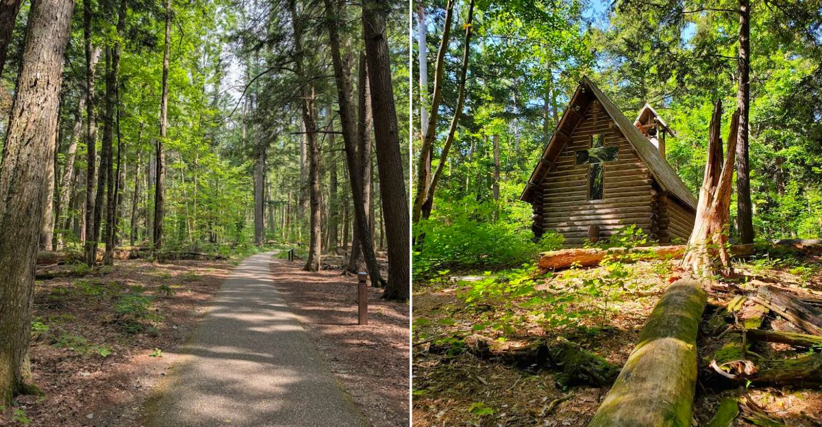 Hartwick Pines State Park