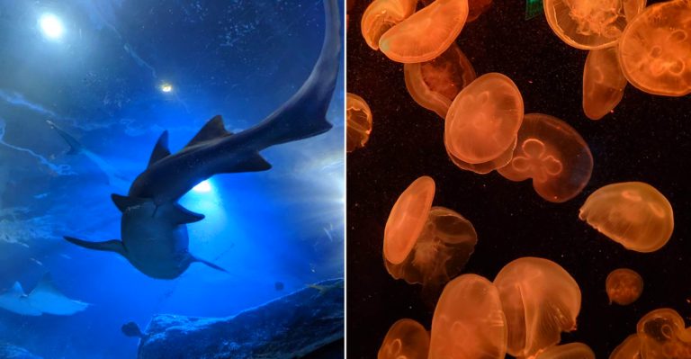 Michigan’s Best Aquarium Tunnel Adventure