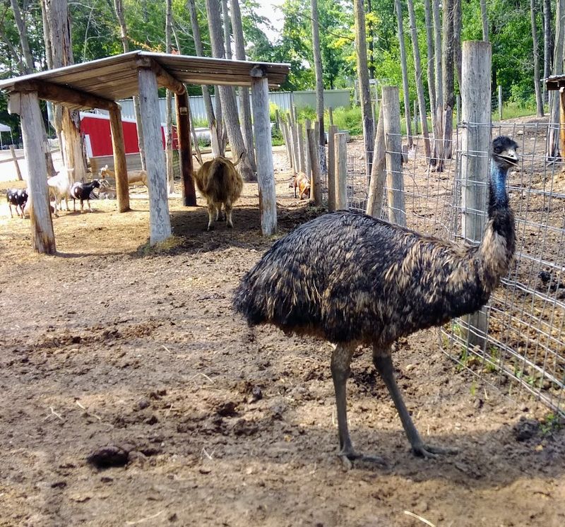 A Quiet Arrival Under The Pines