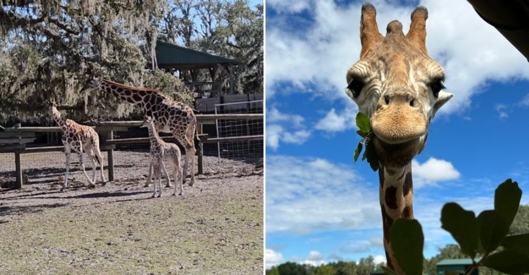 This Mini Giraffe Ranch In Florida Lets You Get Up Close With African Animals In The Coolest Way Ever