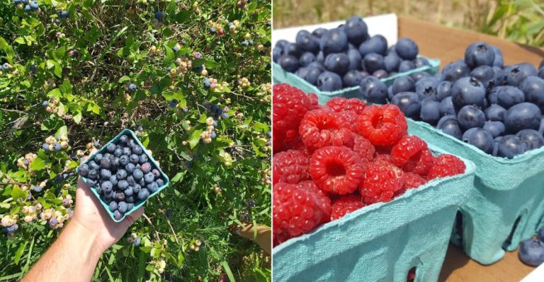 This Minnesota Berry Patch Makes Picking Fruit Feel Like A Childhood Ritual