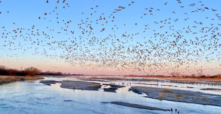 This Nebraska River Valley Fills With Thousands Of Sandhill Cranes In One Of America’s Wildest Seasonal Shows