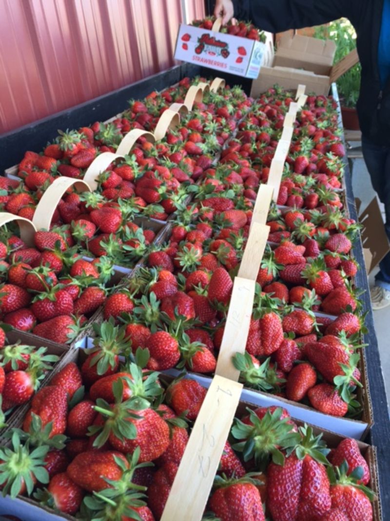 The Strawberry Fields That Actually Smell Like Summer