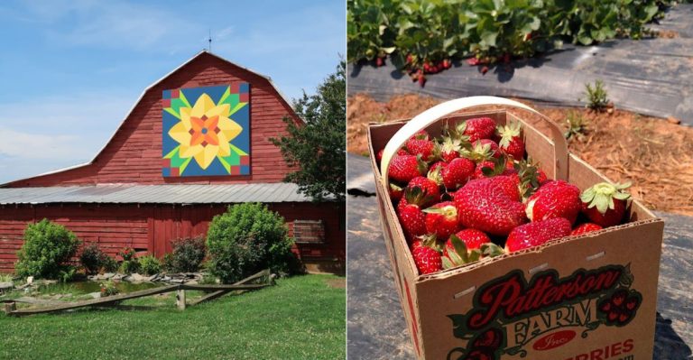This North Carolina Farm Has Some Of The Juiciest Strawberries You’ll Ever Try