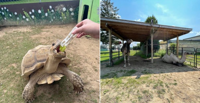 This Off-The-Beaten-Path Pennsylvania Farm Is Ideal For Exotic Animal Lovers