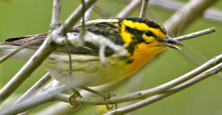 This Ohio Birding Hotspot Lures Photographers From Around The World Each Spring