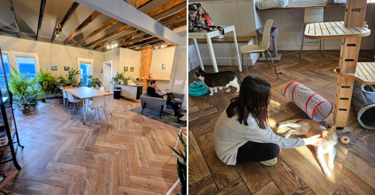 This Ohio Cafe Is The Purr-Fect Little Escape For Cat Lovers