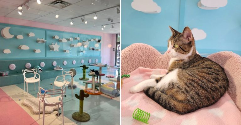 This Ohio Cat Cafe Lets You Sip Something Sweet While Hanging Out With Adoptable Cats