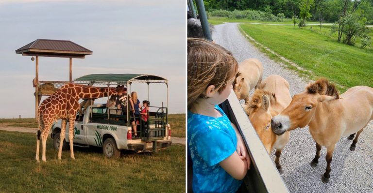 This Ohio Drive-Thru Safari Feels Like A World Away (And In The Best Possible Way)