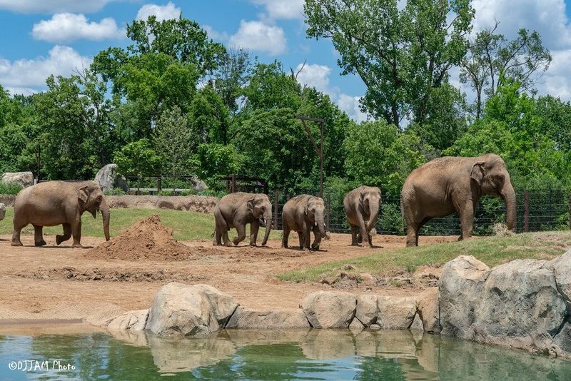 A New World for Cincinnati's Elephants