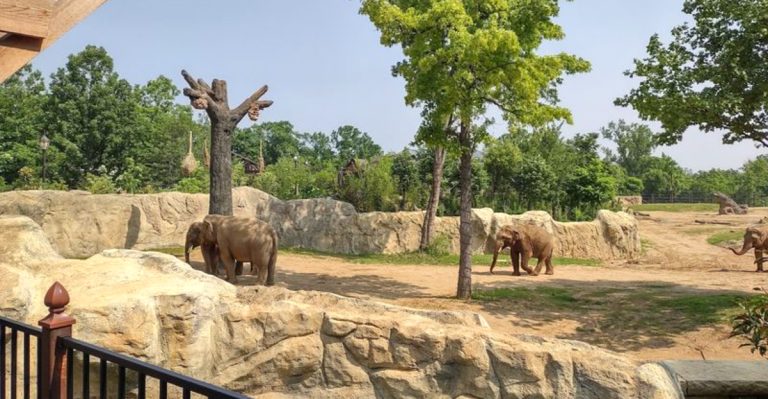 This Ohio Elephant Habitat Feels Like A Wildlife Paradise