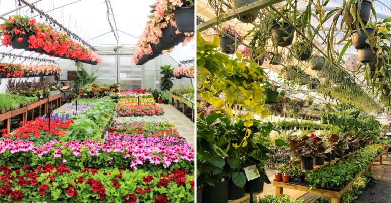 This Ohio Greenhouse Feels More Like A Groovy Day Trip Than A Quick Plant Run