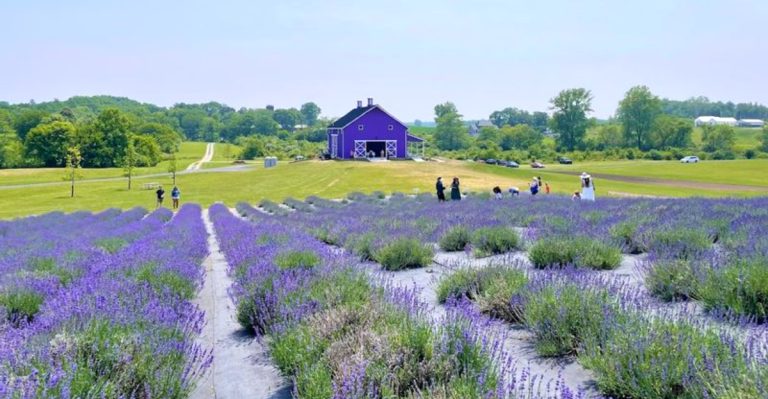This Ohio Lavender Farm Is One Of The Prettiest Summer Stops You Can Make
