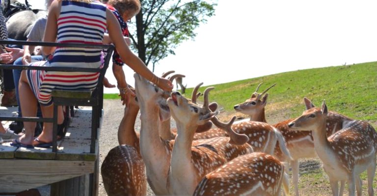This Ohio Park Lets You Feed Exotic Animals From Your Car Or A Horse-Drawn Wagon