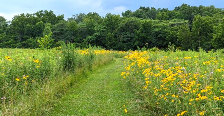 This Ohio Prairie Preserve Is A Quiet July Walk With Big Color