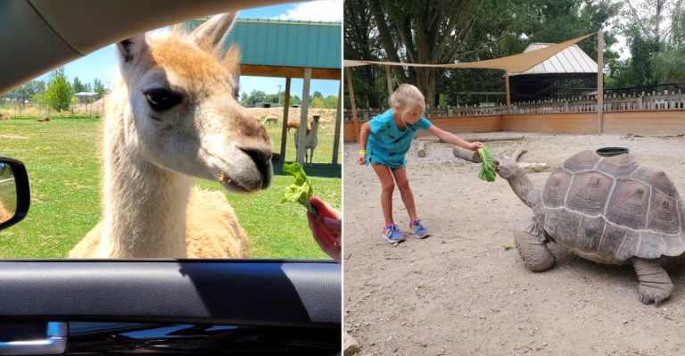 This Ohio Safari Park Makes A July Road Trip Feel Like A Full Adventure