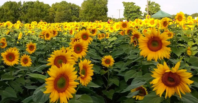 This Ohio Sunflower Field Blooms By The Thousands And Lets Guests Explore Without Paying