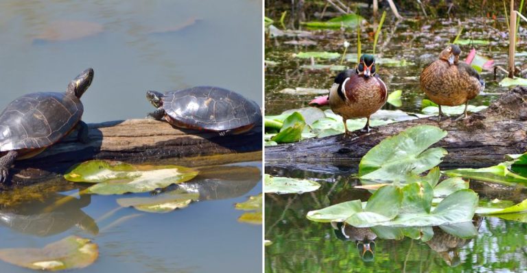 This Ohio Trail Is Where Wildlife Sightings Feel Like A Daily Bonus