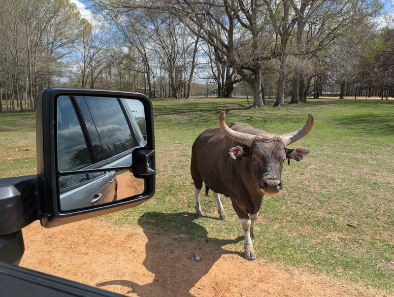 Getting Up Close With Gentle Giants On The Ranch