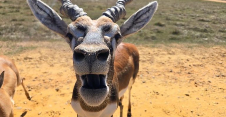 This One-Of-A-Kind Alabama Wildlife Ranch Brings You Close To Gentle Giants