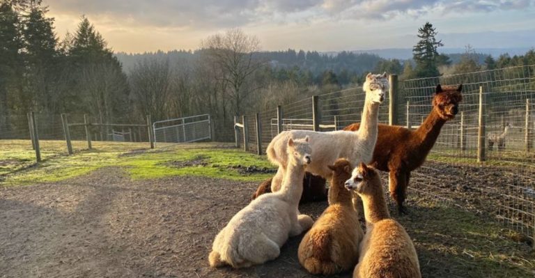 This Oregon Alpaca Farm Turns A Regular Day Trip Into Something Ridiculously Cute