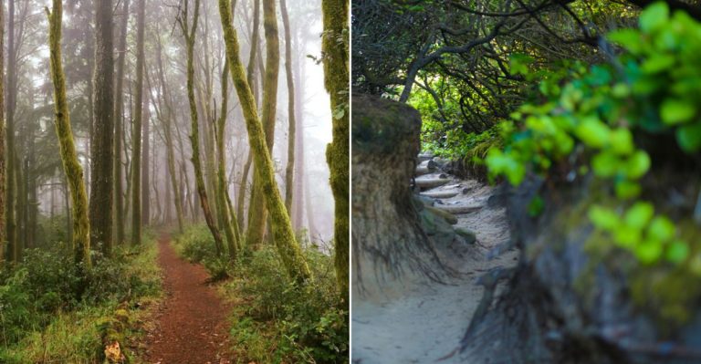 The Enchanting Oregon Forest Trail That Looks Straight Out of a Fairy Tale