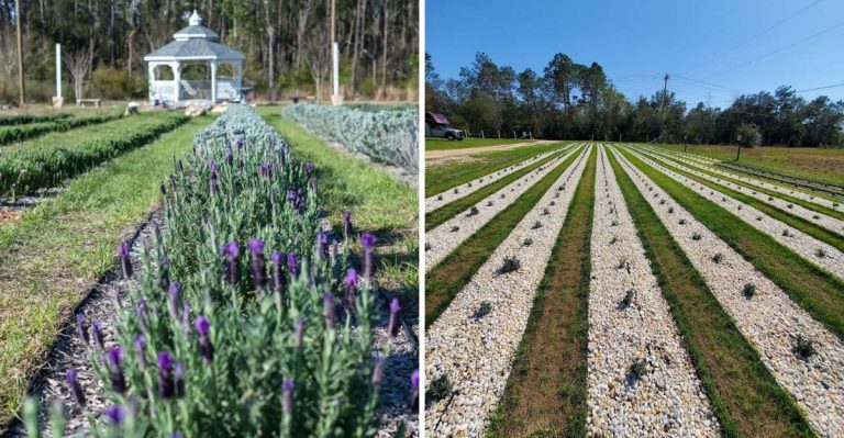 This Peaceful Florida Lavender Farm Feels Like A Deep Breath Surrounded By Flowers