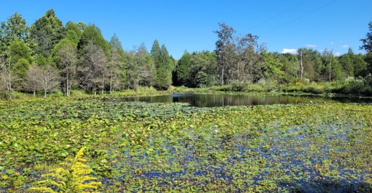 This Peaceful Sanctuary In Illinois Is A Hidden Wildlife Paradise