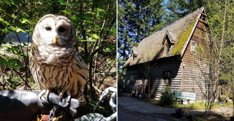 This Peaceful Washington Sanctuary Is Where The State’s Most Vulnerable Wildlife Get A Second Chance