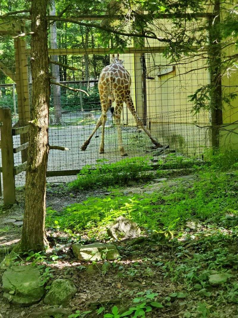 A Forest Setting That Feels Nothing Like A Typical Zoo