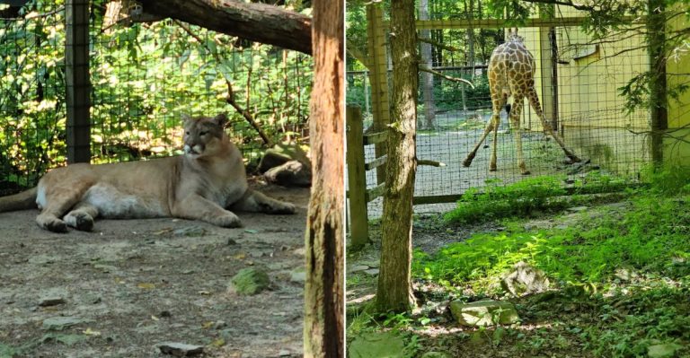 This Pennsylvania Animal Park Combines Hand-Feeding Experiences With A Laid-Back Setting